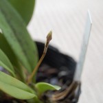 bulb.makoyanum 花茎