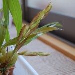 セロジネ・クリスタータ花茎(1)