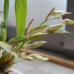 セロジネ・クリスタータ花茎(2)