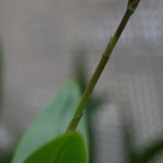 デンファレ花茎