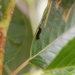 ハンノキハムシの幼虫