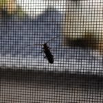 謎の甲虫