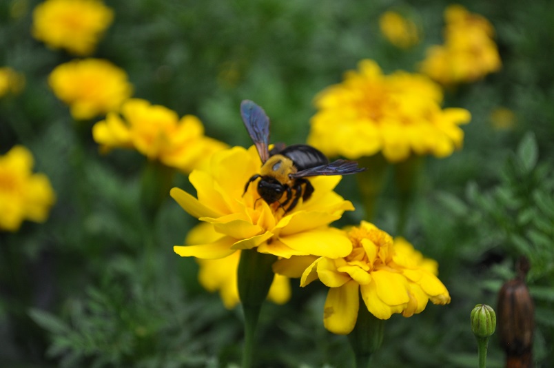 花から花へ飛ぶクマバチ